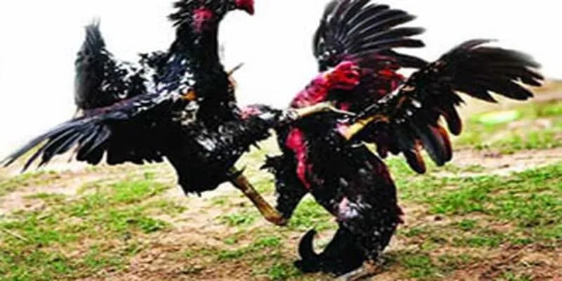 Đá Gà Campuchia- Thông Tin Và Quy Trình Chơi Cần Biết da-ga-camphuchia-1