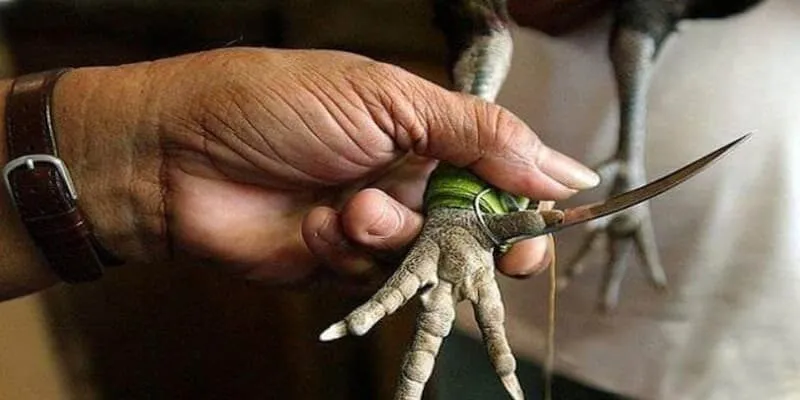 Những điều cần chú ý quan trọng khi buộc dao vào cựa gà