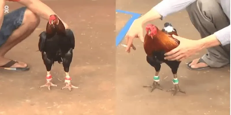 Đá Gà Thomo Ở Đâu Dành Cho Những Người Chơi Mới da-ga-thomo-o-dau-1