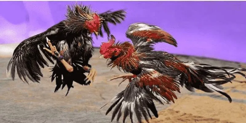 Chọi gà Thomo Online thu hút sự chú ý đặc biệt