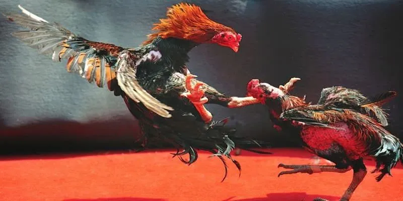 Thể loại đá gà trực tiếp được biết đến nổi tiếng nhất tại Typhu88