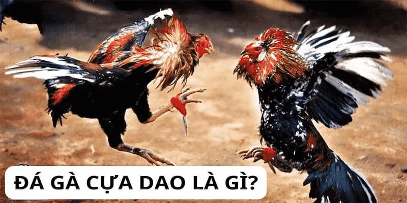 Luật Đá Gà Cựa Dao Cho Tân Thủ luat-da-ga-cua-dao-1
