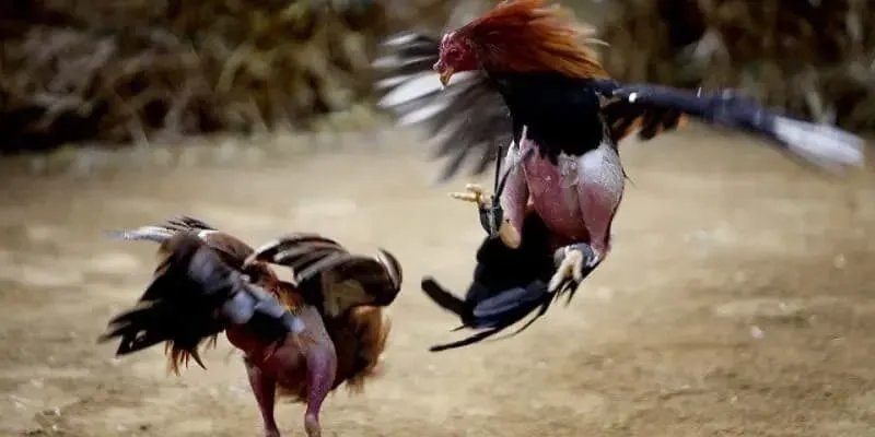 Luật Đá Gà Cựa Dao Cho Tân Thủ Những điều cần biết khi tham gia vào đá gà cựa dao