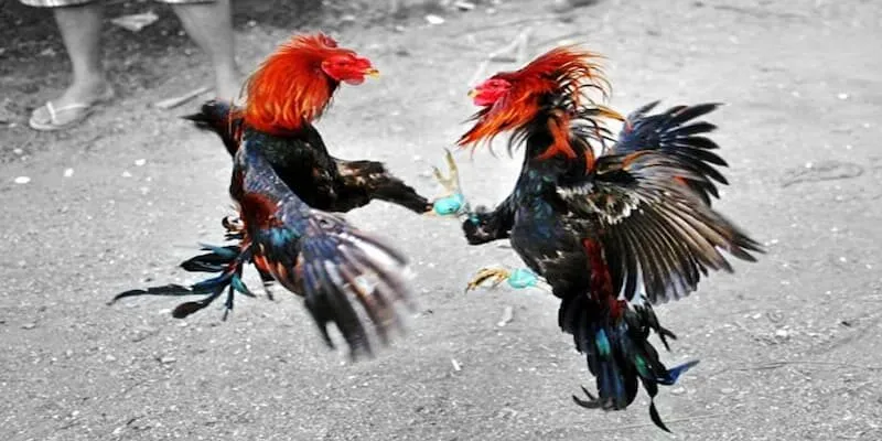 Luật Chơi Đá Gà Cựa Sắt Và Các Điều Cần Lưu Ý luat-da-ga-cua-sat-1-1