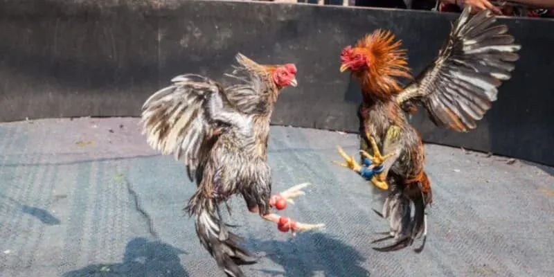 Luật chơi đá gà cựa sắt trên typhu88 như thế nào?